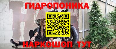 индика Кингисепп